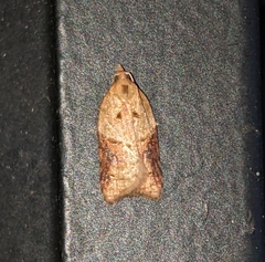 Acleris maccana