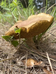Boletinellus merulioides