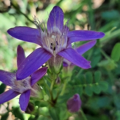 Gentianella