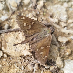 Thorybes dorantes dorantes