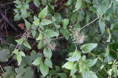 Clematis vitalba