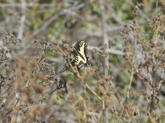 Papilio zelicaon