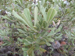 Banksia ornata