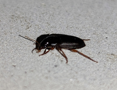 Harpalus rufipes