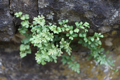 Asplenium ruta-muraria