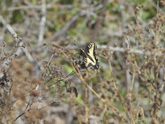 Papilio zelicaon