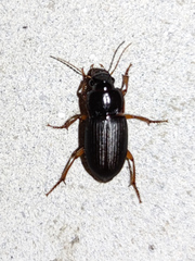 Harpalus rufipes