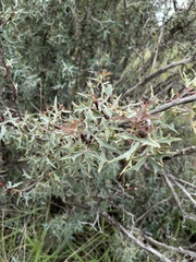 Berberis trifoliolata