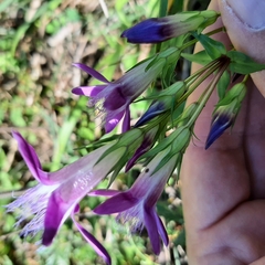 Gentianella