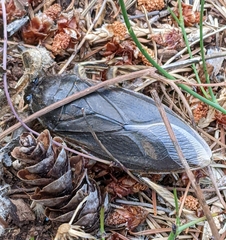 Lethocerus americanus