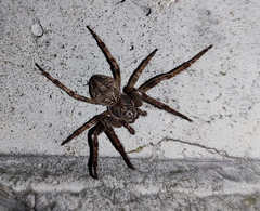 Larinioides ixobolus