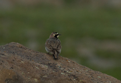 Eremophila alpestris