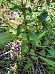 Gentianella