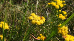 Galatella linosyris