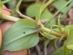 Gentianella