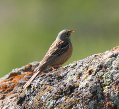 Emberiza hortulana