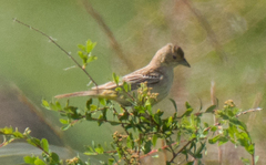 Emberiza melanocephala