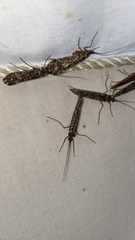 Clistoronia magnifica