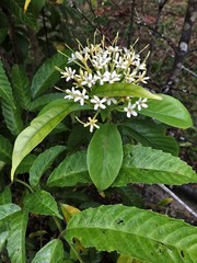 Tarenna fragrans