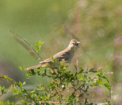 Emberiza melanocephala