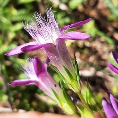 Gentianella