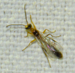 Pseudomyrmex gracilis