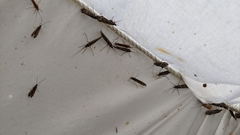 Clistoronia magnifica