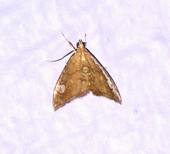 Scybalistodes periculosalis