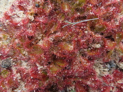 Drosera aberrans
