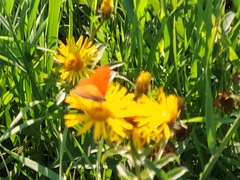 Lycaena