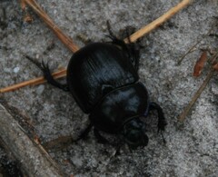 Geotrupidae