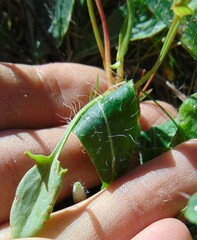 Rumex acetosella