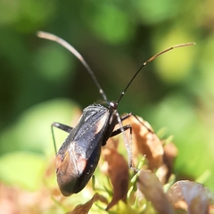 Adelphocoris seticornis