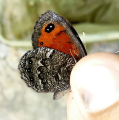 Erebia montanus