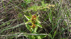 Gentiana cruciata