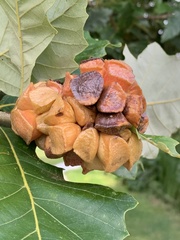 Andricus quercusstrobilanus