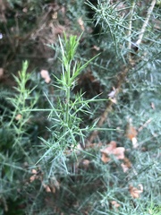 Ulex europaeus