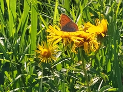 Lycaena