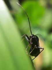 Adelphocoris seticornis