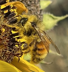 Bombus huntii