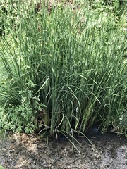 Schoenoplectus lacustris