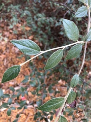Cotoneaster franchetii