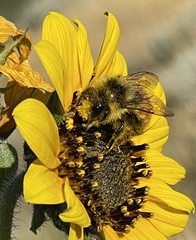 Bombus huntii