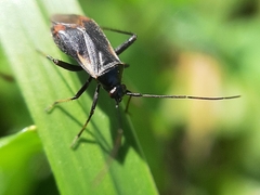 Adelphocoris seticornis