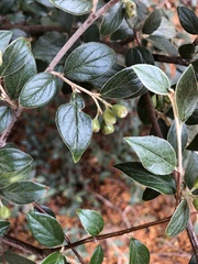 Cotoneaster franchetii
