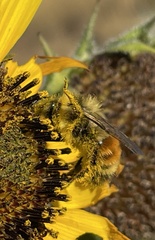 Bombus huntii