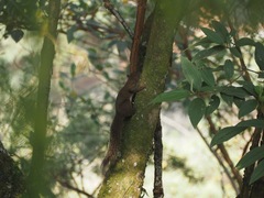 Sciurus aestuans