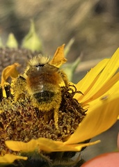 Bombus huntii