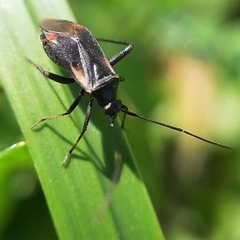 Adelphocoris seticornis