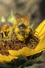 Bombus huntii